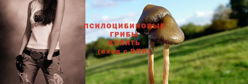 Псилоцибиновые грибы Magic Shrooms Болотное